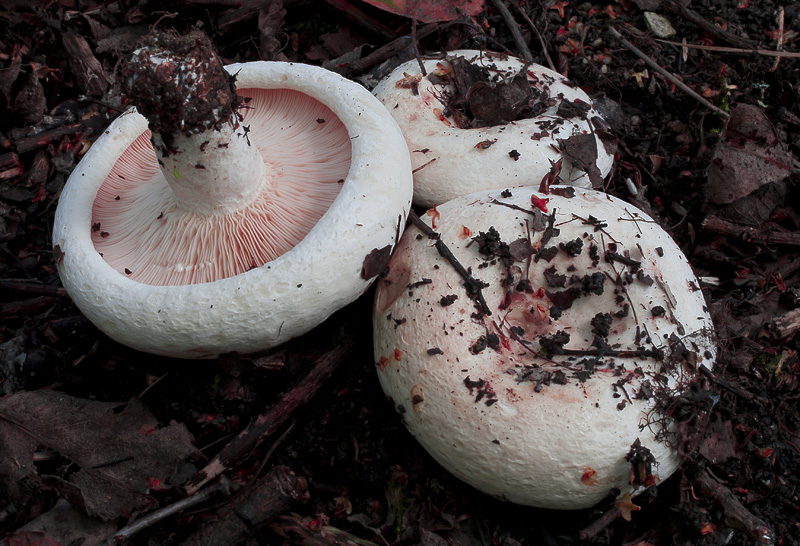 Lactarius controversus